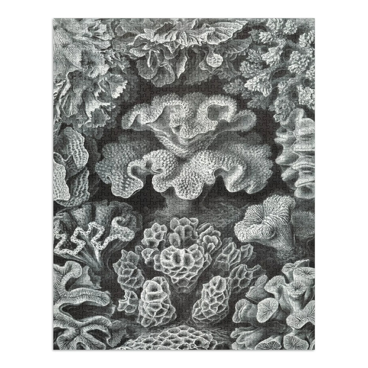 Ernst Haeckel, Hexacoralla (1000 Piece Puzzle, Size 19x27, Challenging Jigsaw Puzzle for Adults and Family, Made in )